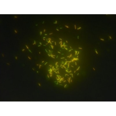 Auramine/Rhodamine/Phenol - 500ML