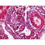 Biebrich Scarlet - 100G