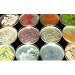 Microbiology