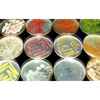 Microbiology Microbiology
